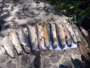 Sampel Ikan Dewa Cibulan yang Mati Massal Diteliti BKIPM Cirebon Sampel Ikan Dewa Cibulan yang Mati Massal Diteliti BKIPM Cirebon