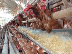 Harga Telur Ayam Naik-Turun, Peternak di Boyolali Menyebutnya Siklus