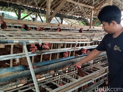 Jerit Peternak Ayam Petelur dan Pengusaha Bolu Karawang