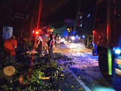 Mobil 6 Penumpang Tertimpa Pohon Mahoni di Banyubiru Jembrana