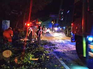 Mobil 6 Penumpang Tertimpa Pohon Mahoni di Banyubiru Jembrana Mobil 6 Penumpang Tertimpa Pohon Mahoni di Banyubiru Jembrana
