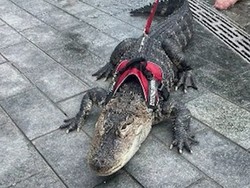 Super Antik! Buaya Kesayangan Diajak Jalan-jalan ke Taman