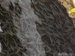 Ikan Dewa Cibulan, Dianggap Keramat hingga Datangkan Cuan Ratusan Juta