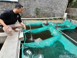 Begini Cara Budidaya Ikan Dewa agar Bisa Cuan