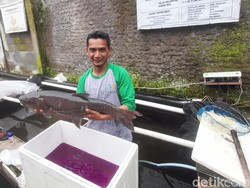 Mengenal Karakter Ikan Dewa dari Kacamata Pembudidaya di Sumedang