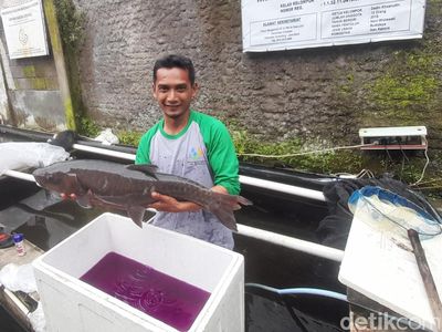 Menengok Budidaya Ikan Dewa Cimalaka yang Profitnya Selangit!