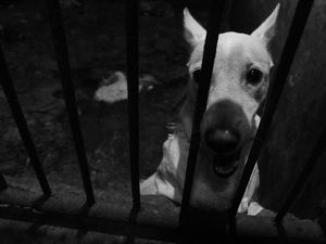 Gibran Siap Bikin Regulasi Setop Kuliner Daging Anjing