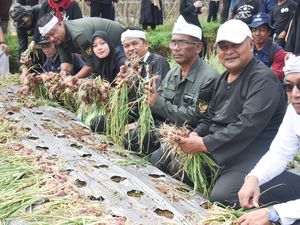 Dedi Mulyadi & Petani Milenial Purwakarta Panen 30 Ton Bawang Merah