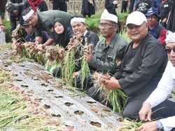Dedi Mulyadi & Petani Milenial Purwakarta Panen 30 Ton Bawang Merah