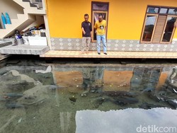 Mengapa Ikan Dewa Cibulan Dikeramatkan? Ini Kata Pembudidaya