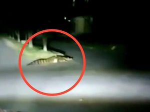 Geger Warga Raha Sultra Diteror 5 Buaya yang Kerap Masuk Permukiman Geger Warga Raha Sultra Diteror 5 Buaya yang Kerap Masuk Permukiman