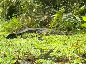 5 Hari Dicari, Buaya Resahkan Warga di Permukiman Muna Belum Ditemukan 5 Hari Dicari, Buaya Resahkan Warga di Permukiman Muna Belum Ditemukan