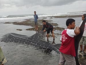 5 Fakta Hiu Tutul Naga Bintang yang Muncul di Pesisir Pangandaran