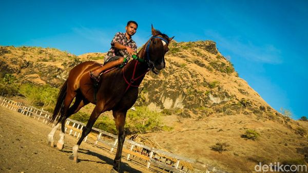 Kenalin Marquez, Kuda Langganan Juara Lomba Pacu di Wini NTT