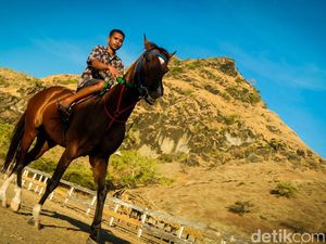 Kenalin Marquez, Kuda Langganan Juara Lomba Pacu di Wini NTT