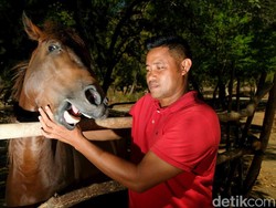 Rawat Kuda Pacu, Peternak Ini Rela Rogoh Uang Belasan Juta Tiap Bulan