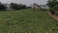 Waduk Pluit Kembali Dipenuhi Eceng Gondok
