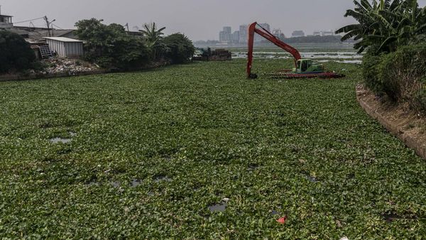 Waduk Pluit Kembali Dipenuhi Eceng Gondok