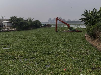 Waduk Pluit Kembali Dipenuhi Eceng Gondok