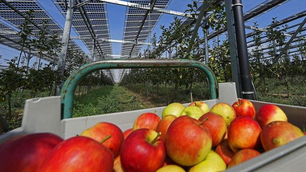 Petani di Jerman Ini Gunakan Panel Surya untuk Perbanyak Hasil Panen
