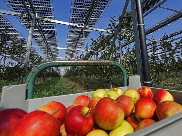 Petani di Jerman Ini Gunakan Panel Surya untuk Perbanyak Hasil Panen