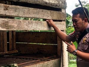 Belasan Domba Raib dan Mati Misterius di Sukabumi