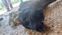 Penampakan Sapi Berkepala 2 dengan 4 Mata di Bone