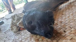 Penampakan Sapi Berkepala 2 dengan 4 Mata di Bone