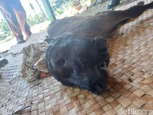 Penampakan Sapi Berkepala 2 dengan 4 Mata di Bone Penampakan Sapi Berkepala 2 dengan 4 Mata di Bone
