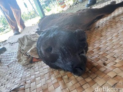 Penampakan Sapi Berkepala 2 dengan 4 Mata di Bone