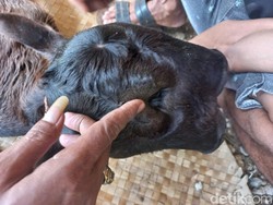 Sapi di Bone Lahir dengan Kondisi Langka, Punya 2 Kepala dan 4 Mata