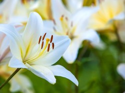 Arti Bunga Lily Menurut Warna dan Jenisnya