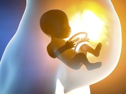 Berikut Ini yang Langsung Terbentuk Setelah Proses Fertilisasi Adalah?