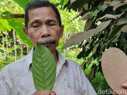Ribuan Pohon Duku Terserang Karat Daun, Petani Merana