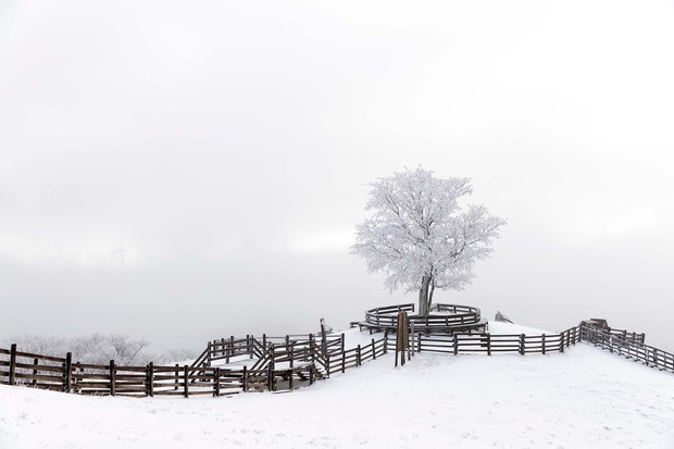 Pohon Kisah Cinta di Samyang Rach / Foto : samyangfarm.co.kr Ilustrasi Pohon Kisah Cinta Samyang Rach