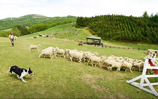 The Sheeps Performace / Foto : samyangfarm.co.kr Ilustrasi The Sheeps Performance di Samyang Rach