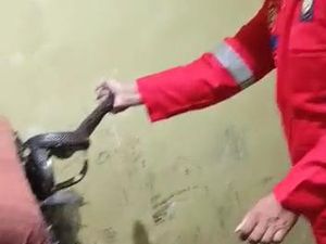 Kagetnya Warga Bogor Temukan Kobra di Atas Kasur Saat Mau Mandi