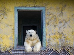Tetap Luar Biasa, Foto dari Kompetisi Wildlife Photographer of the Year 2022