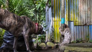 14 Foto Wildlife Photographer of the Year 2022, Satu Momen dari Indonesia
