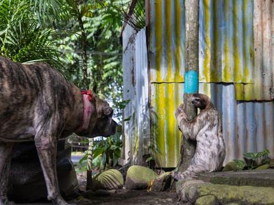 14 Foto Wildlife Photographer of the Year 2022, Satu Momen dari Indonesia