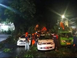 Dahan Tumbang Timpa 3 Mobil di Bogor Akibat Hujan Deras-Angin Kencang