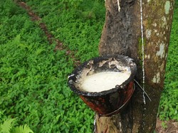 Indonesia-Malaysia Gandengan Kawal Ketat Pasokan Sawit & Karet