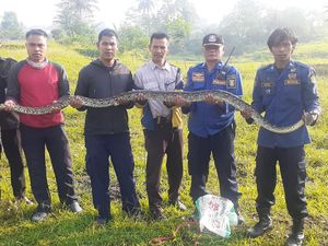 Satpam IPB Sukabumi Digigit Ular Sanca 2,5 Meter