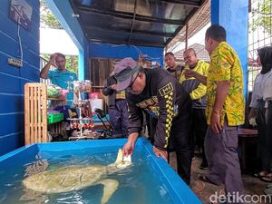 Penyu Albino di Sukabumi Pernah Ditawar Ratusan Juta