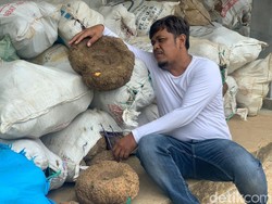 Dear Bu Khofifah, Petani Porang Ponorogo Menjerit Harga Turun Drastis