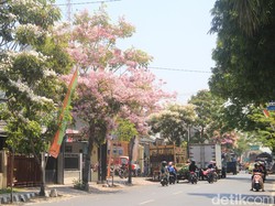 Melihat Indahnya Warna-warni Tabebuya yang Mekar di 8 Ruas Jalan Kota Kediri