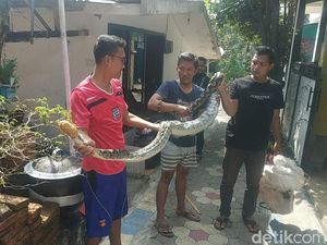 Warga Kota Malang Tangkap Sanca 3 Meter Hendak Mangsa Ayam Peliharaan