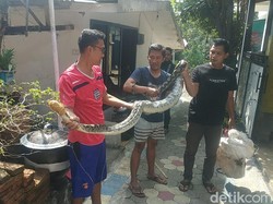 Warga Kota Malang Tangkap Sanca 3 Meter Hendak Mangsa Ayam Peliharaan