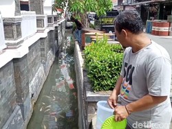 Keren! Warga Purwakarta Sulap Selokan Jadi Kolam Ikan Demi