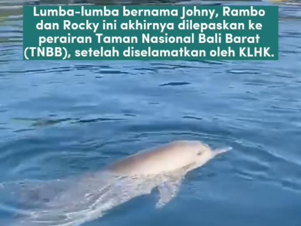 Hore! 8 Tahun di Pameran, 3 Lumba-lumba Hidung Botol Dilepasliarkan